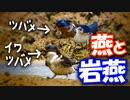 0602C②【イワツバメ】巣材集めと鳴き声。ハクセキレイかわいい幼鳥に餌やり子育て。田んぼの鳥たち【バードウォッチング】
