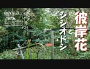 【増刊号】#24 彼岸花とシシオドシ【ノーカット】