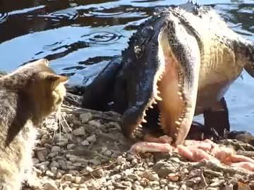 ぬこvsワニ  (｢ФДФ)｢ｼｬｰ