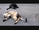 【映画！？】だらけきった猫