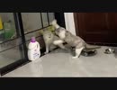 ホモと見る強襲して白兵戦をする猫