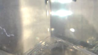 熱帯魚