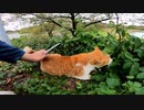 茶トラ猫の縄張りに行ってみるとやっぱり出てきました【野良猫】【感動猫】