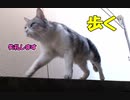 《自然体の猫の姿》サバ白野良猫がただ歩くだけ