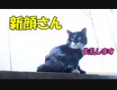 《自然体の猫の姿》野良猫さんの通り道　2匹目の野良猫さん登場