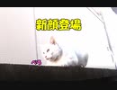 《自然体の猫の姿》4匹目の野良猫　新顔白野良猫さん登場 青い目がきれい