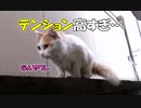 《自然体の猫の姿》7匹目の野良猫　テンションが高すぎて正直怖い…