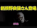 《自然体の猫の姿》8匹目の野良猫　暗くてよくわからんが多分新顔の野良猫