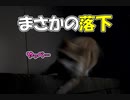 《自然体の猫の姿》野良猫さん落下　彼は無事です