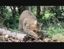パトロールに同行しました…