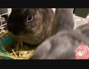 【ウサギ】うさうさざつだん　十月号【琴葉茜】