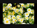 【NNIオリジナル】Marguerite Blanket (Instrumental)