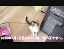 【初投稿】□まおキャの日常□【自己紹介】