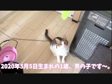 【初投稿】□まおキャの日常□【自己紹介】