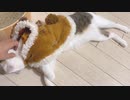 甘えん坊なトナカイさん【□まおキャの日常□】
