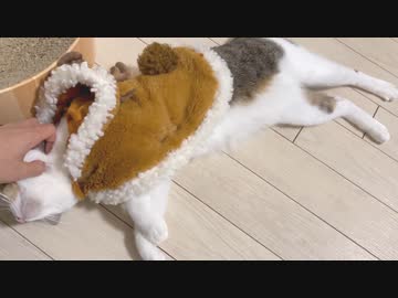 甘えん坊なトナカイさん【□まおキャの日常□】