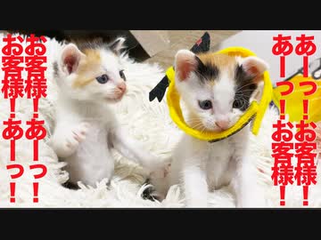【子猫】あーっ！お客様！あーっ！あーっ！お客様！あーっ！