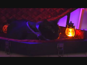 ハッピーなハロウィン【□まおキャの日常□】