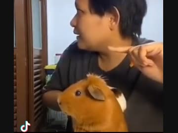 ホモと見る　落雷の音にビビって同じ方向を向くモルモットと人間