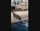 ホモと見る　初めての水泳の授業にビビりまくりなハスキー、自主的にプールに入るのを待っていると