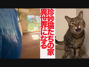 珍妙猫たちの家、洪水後の修繕で異世界になる