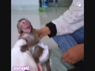 【子猿・ペット】飼い主だけ楽しい遊び