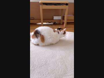 猫が座ってた跡はこう
