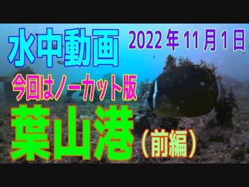 水中動画（2022年11月1日）in 葉山港（前編）