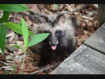 ﾋﾟｨｰて鳴くぱやぱやのこたぬき【北海道】