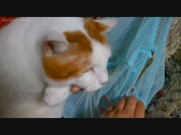 今月の体重測定【蒼民家の猫々】