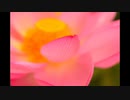 【NNIオリジナル】Seasons and Flowers (Instrumental)