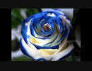 【NNIオリジナル】Blue Rose