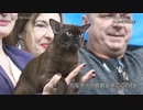 世界美猫大会 ベルギーで開催