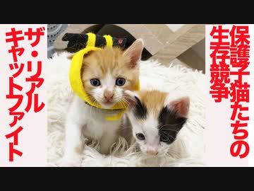 保護子猫姉妹、リアルキャットファイトを見せる