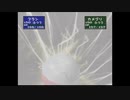 【１カードリッジ使用で】全カップ制覇への道 【ポケモンスタジアム２】ジムリーダーの城 ハナダジム