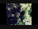 eustoma