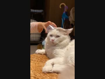 ホモと見る子供にダル絡みされて考えるのをやめた猫