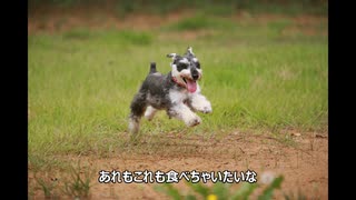 くろP『子犬のおねだり』feat.可不