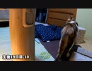 子育てに疲れてトイレの砂を掛けない母猫ホームズ