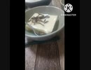 玉子豆腐にいそ松葉いける準備に時間がかかる玉子豆腐違ったタンマ当分