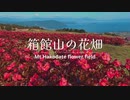 箱館山の花畑