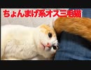 ちょんまげ系オス三毛王子様猫