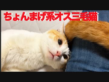 ちょんまげ系オス三毛王子様猫