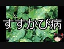 【ゆっくり朗読】ゆっくりさんと不思議な病気 その536