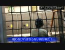 めぐたんはホームラン打てるのか？