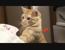 筋肉モリモリマッチョマンの変態だ