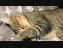 コタツ本格始動です