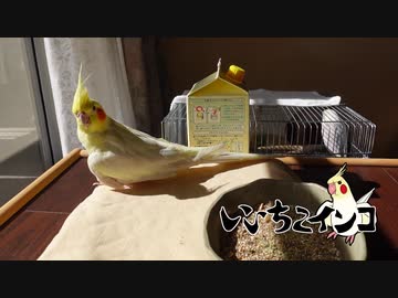 のんびりしたい時に観る「お爺ちゃんインコの日向ぼっこ」
