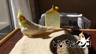 のんびりしたい時に観る「お爺ちゃんインコの日向ぼっこ」