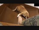 足にじゃれつく猫